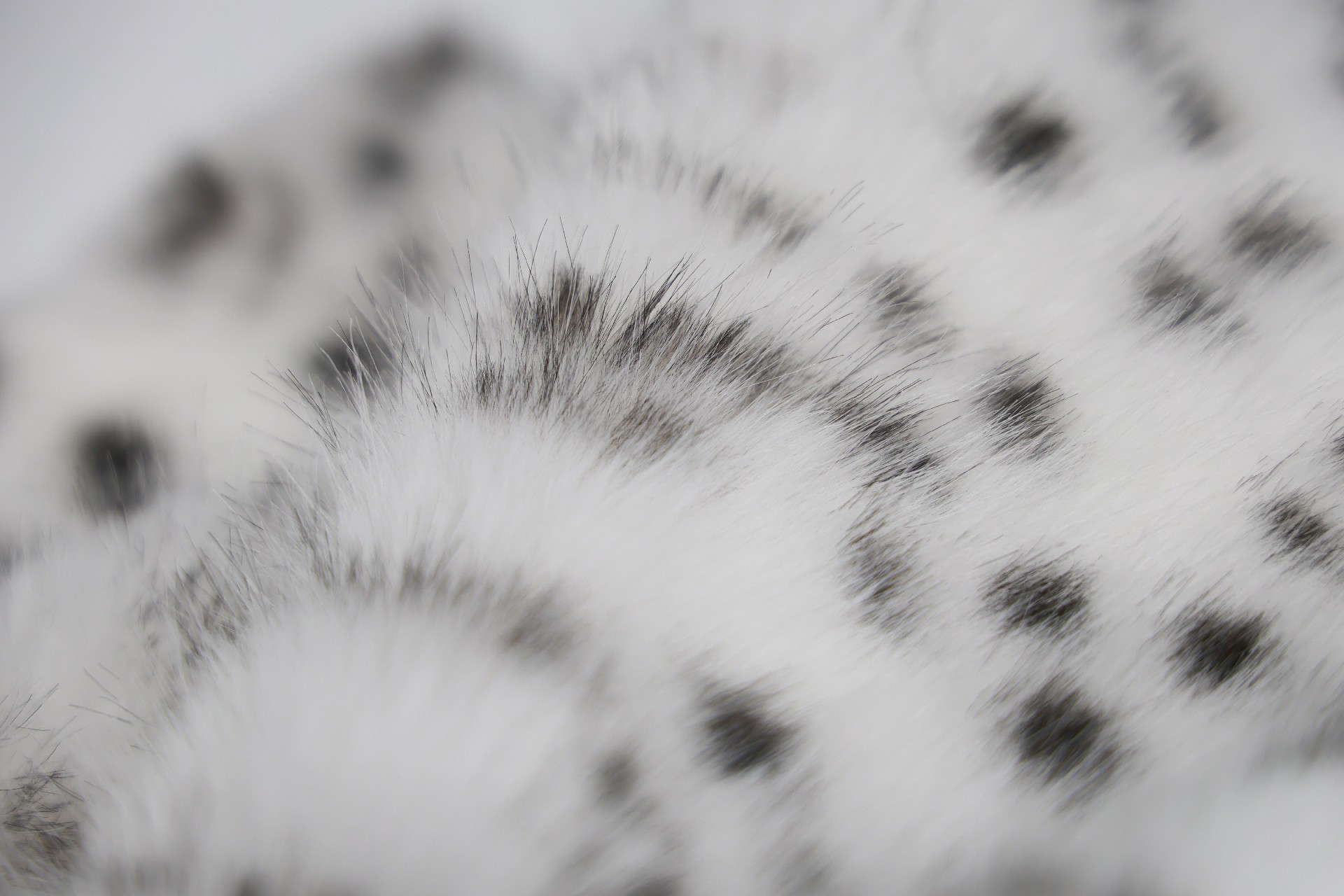 Beige and brown leopard dot toka